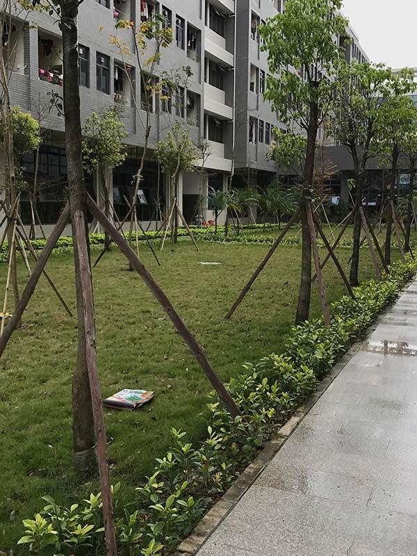 道路绿化养护2