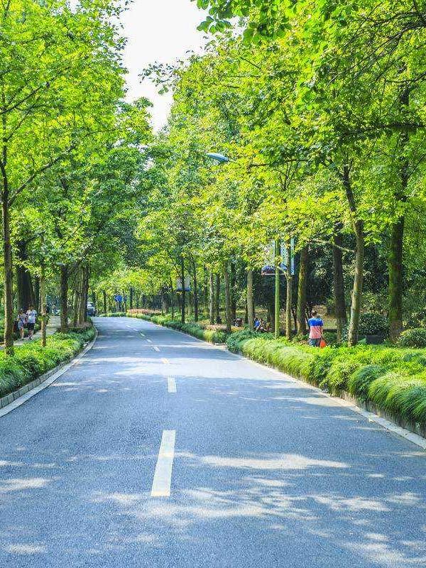 道路绿化养护3