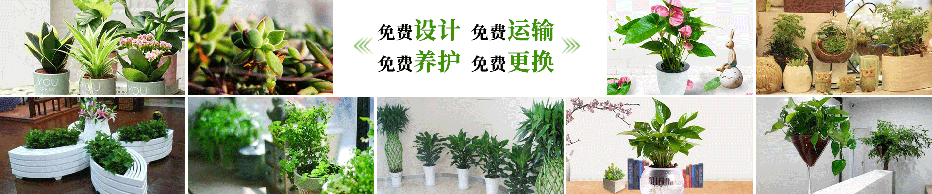 绿植租赁